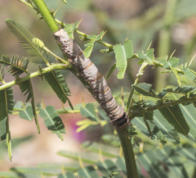  Caterpillar, Sulawesi