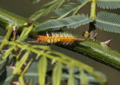 Caterpillar, Sulawesi