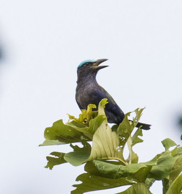 Purple-winged Roller, Sulawesi