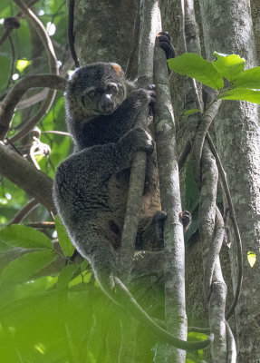 Bear Cuscus, Sulawesi