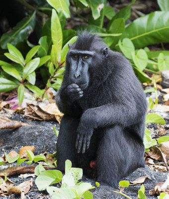 Celebes Crested Macaque, Sulawesi