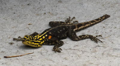 Namib Rock Agama_Windhoek, Namibia