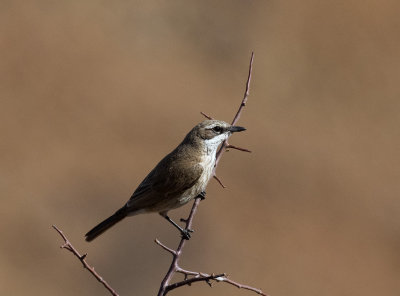 Herero Chat_Khomas Highland area, Namibia