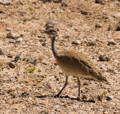 Ruppell's Korhaan_Khomas highland area, Namibia