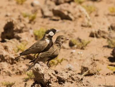 Grey-backed Sparrow-Lark_Khomas highland area, Namibia