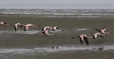 Lesser Flamingo_Walvis Bay, Namibia