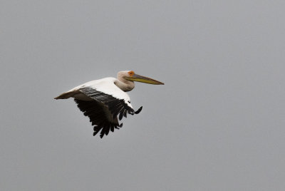 Great White Pelican_Walvis Bay, Namibia