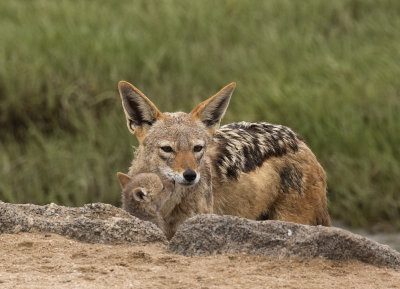 Black-backed Jackal with pup_Walvis Bay, Namibia