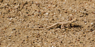 Western Sand Lizard_Walvis Bay area, Namibia
