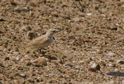 Gray's Lark_Walvis Bay area, Namibia