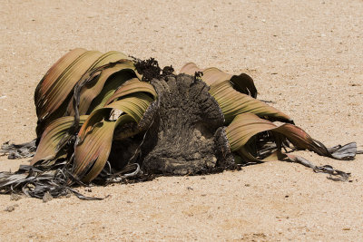 Welwitschia mirabilis_Welwitschia plaines, Namibia