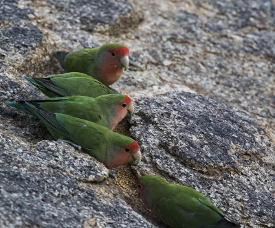Rosy-faced Lovebird_Erongo Wilderness Lodge, Namibia