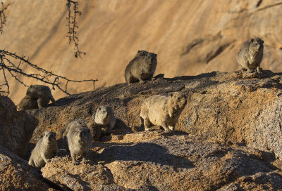 Rock Hyrax_Erongo Wilderness Lodge, Namibia