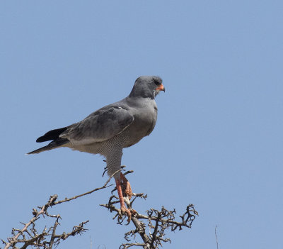 Pale Chanting Goshawk_Erongo area, Namibia