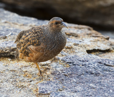 Hartlaubs Spurfowl female_Erongo area, Namibia