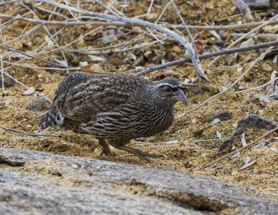 Hartlaub's Spurfowl_Erongo area, Namibia