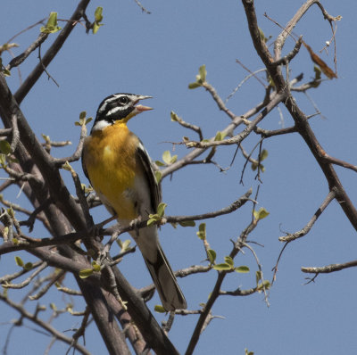 Golden-breasted Bunting_Orongo area, Namibia