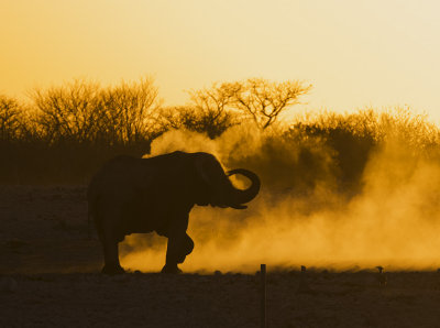 African Elephant_Etosha NP, Namibia