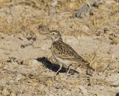 Sabota Lark_Etosha NP, Namibia