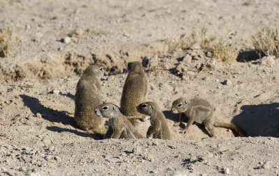 South African Ground Squirrel_Etosha NP, Namibia