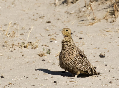 Namaqua Sandgrouse, female_Etosha NP, Namibia