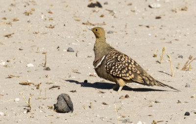 Burchell's Sandgrouse_Etosha NP, Namibia