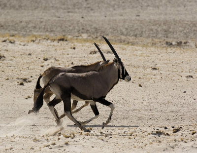 Oryx_Etosha NP, Namibia