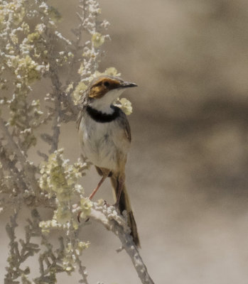 Rufous-eared Warbler_Etosha NP, Namibia