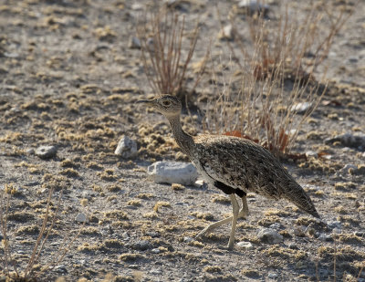 Red-crested Korhaan, female_Etosha NP, Namibia