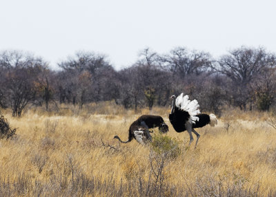 Ostrich display_Etosha NP, Namibia