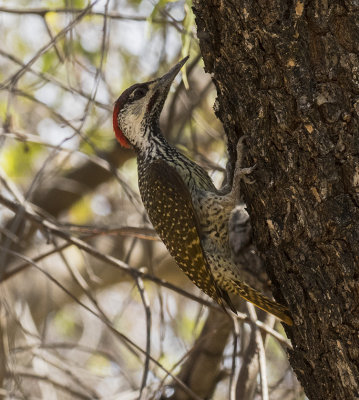 Golden-tailed Woodpecker_Mushara Lodge, Namibia