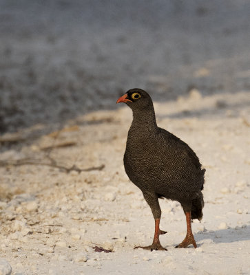 Red-billed Spurfowl_Mushara Lodge, Namibia