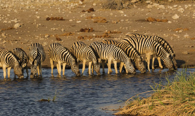 Zebra_Etosha NP, Namibia