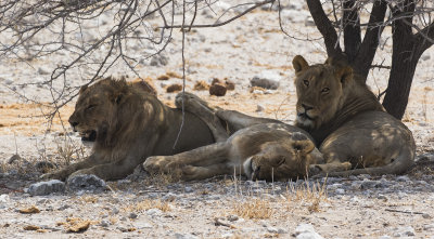 Lion_Etosha, Namibia