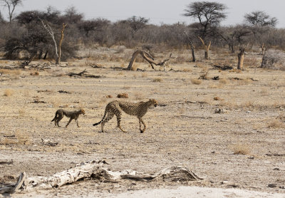 Cheetah and cub_Etosha NP, Namibia