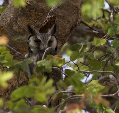 Southern White-faced Owl_ Mahango area, Namibia