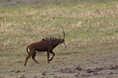 Sable Antelope_Shakwe NP, Botwana