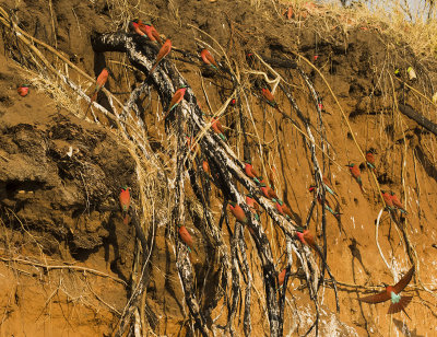 Southern Carmine Bee-eater colony_Okavango R., Namibia