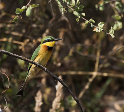 Little Bee-eater_Okavango R., Botswana