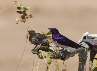 Violet-backed Starling_Mahango area, Namibia