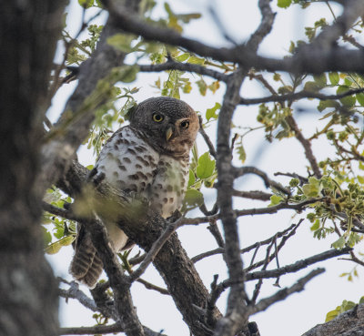 African Barred Owlet_Katimo Mulilo area, Namibia