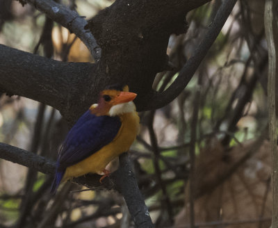 African Pygmy Kingfisher_Livingston area, Zambia