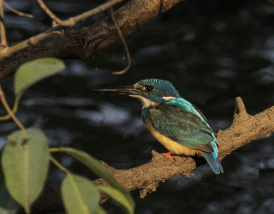 Half-collared Kingfisher_Mosi-o-Tunya NP, Zambia