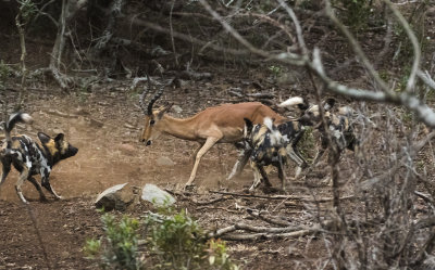 Wild Dog_Manyoni Game Reserve, South Africa