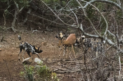 Wild Dog_Manyoni Game Reserve, South Africa