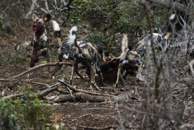 Wild Dog_Manyoni Game Reserve South 