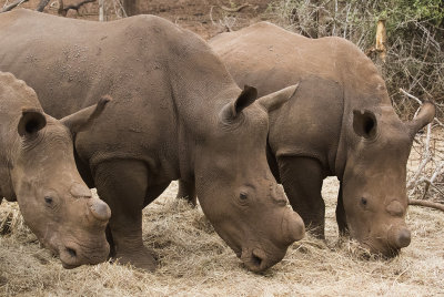 White Rhinoceros at feed station
