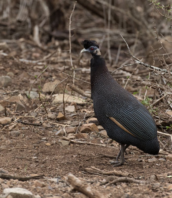 Crested Guineafowl