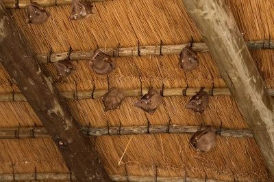 Epauletted Fruit-Bats at Zebra Hills