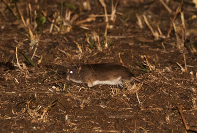 Pouched Mouse  (Saccostomus campestris)